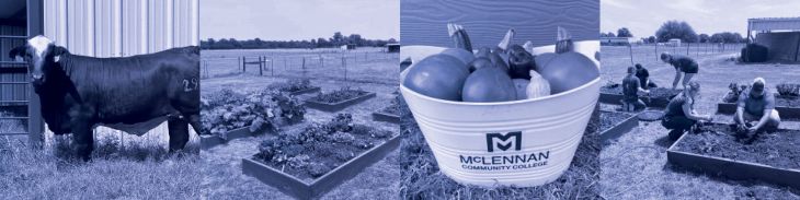 Collage featuring a cow, a garden with students working, and a bucket of vegetables, representing agriculture and community education at McLennan Community College.