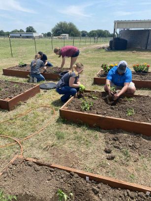 A group of people engaged in gardening activities, planting and working in raised garden beds under a sunny sky.