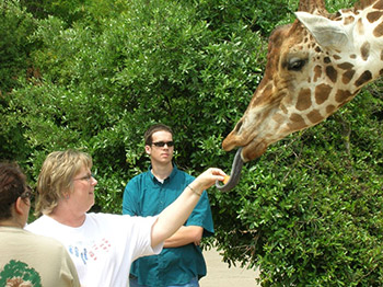 Lady feeding a giraffe