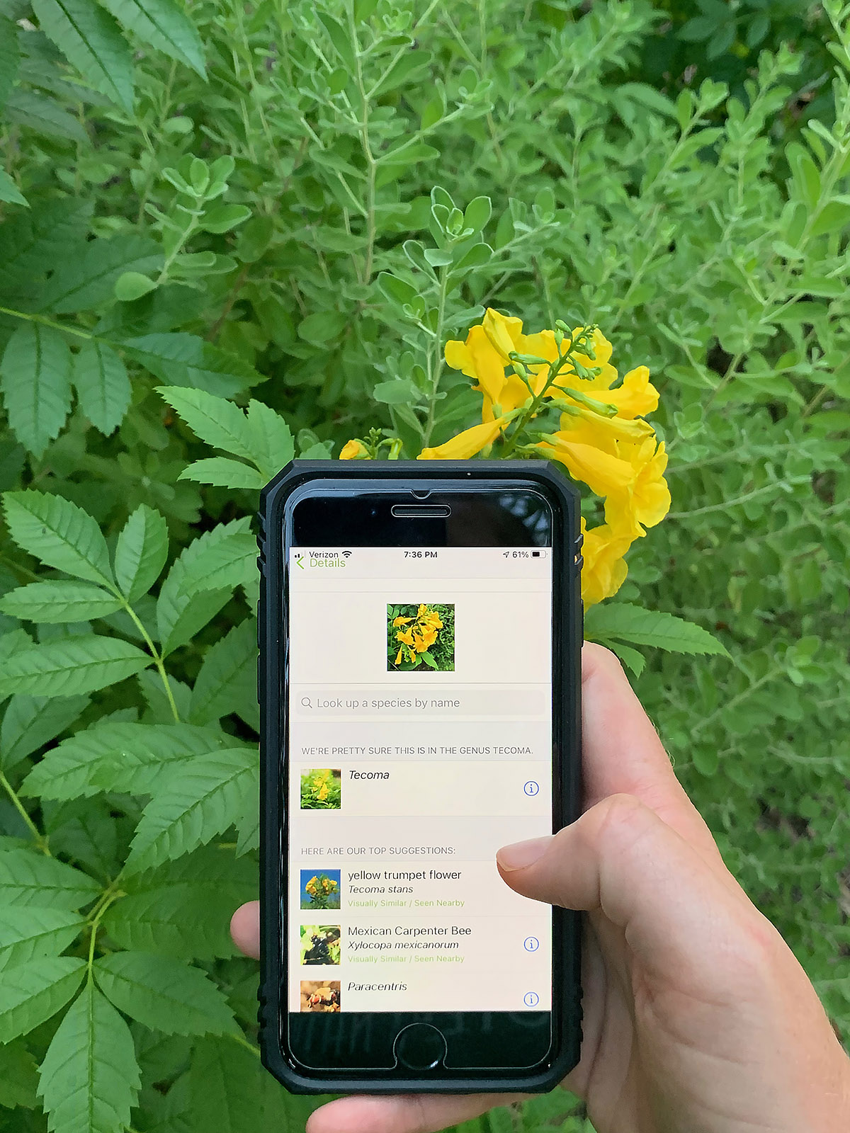 an image of someone using the iNaturalist app