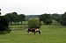 Two Horses in the grass