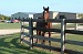 Brown horse behind wood fence