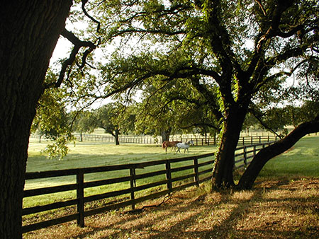 Highlander Ranch Pastures